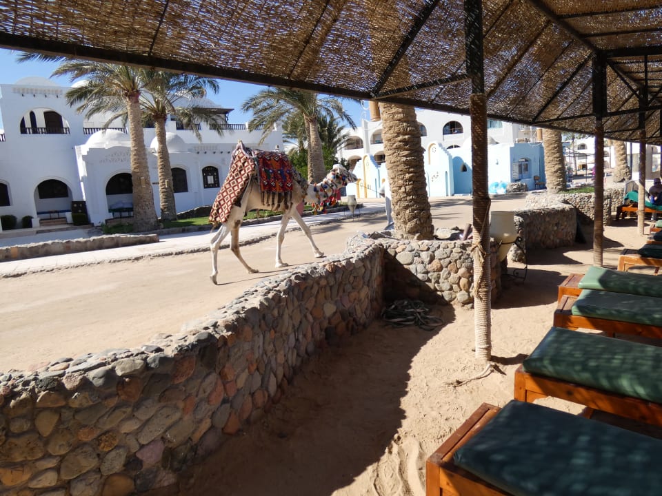 Sport & Freizeit Arabella Azur Resort