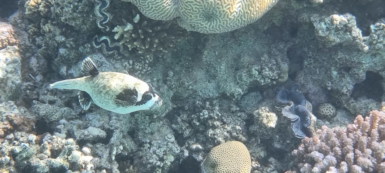 Sport & Freizeit Fort Arabesque Resort, Spa & Villas