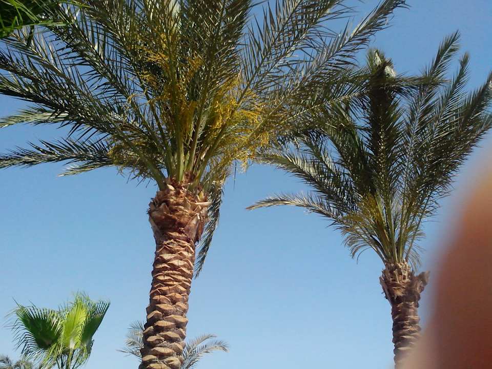 Пальмы Riviera Aqua Park Resort