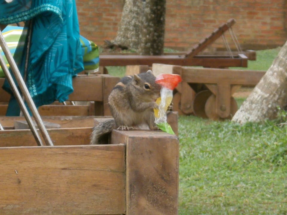 Zuckersüße Streifenhörnchen Mermaid Hotel & Club