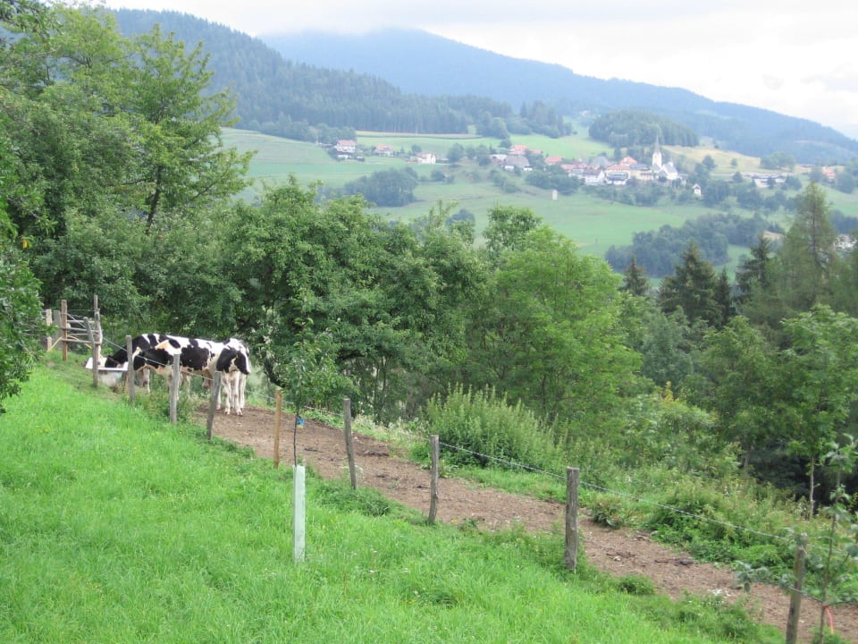 Ausblick zum Nachbarort Sörg Erlebnisbauernhof Steinerhof