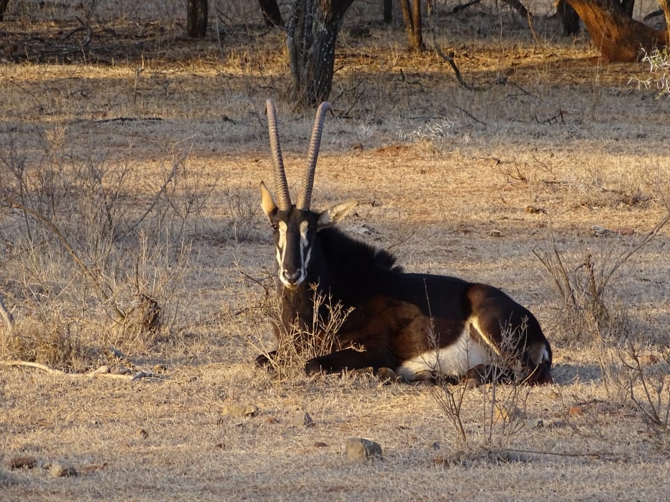 Sonstiges Hannah Game Lodge
