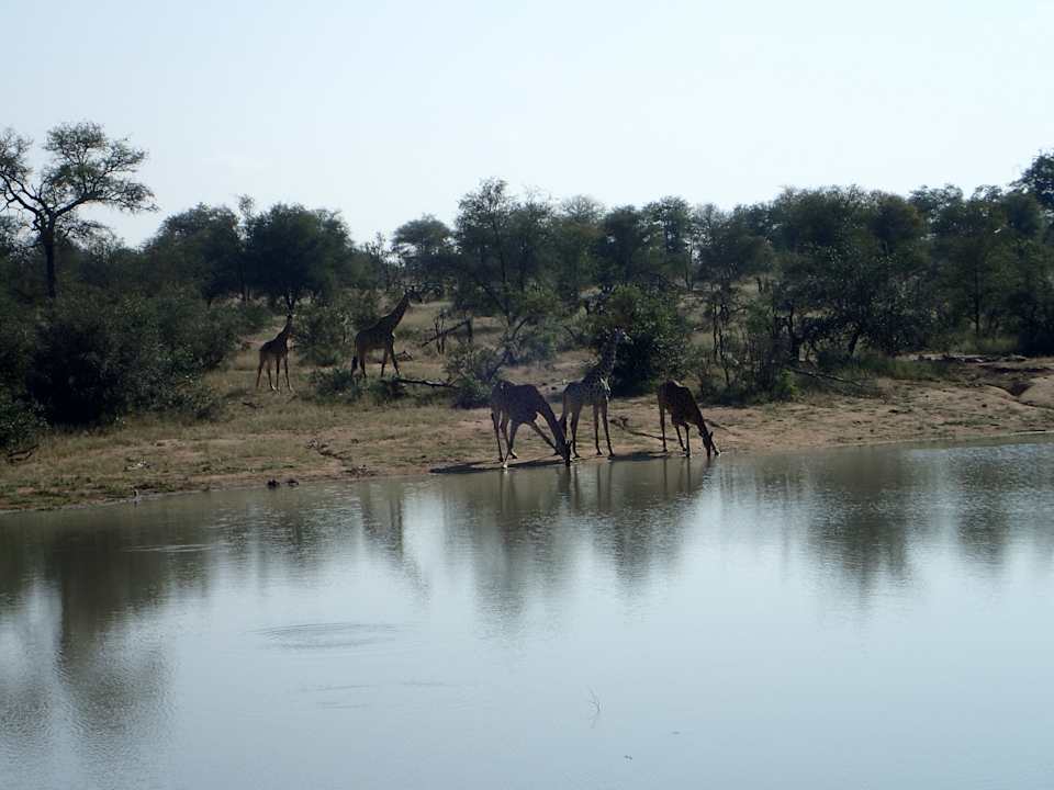 Ausblick Gomo Gomo Game Lodge