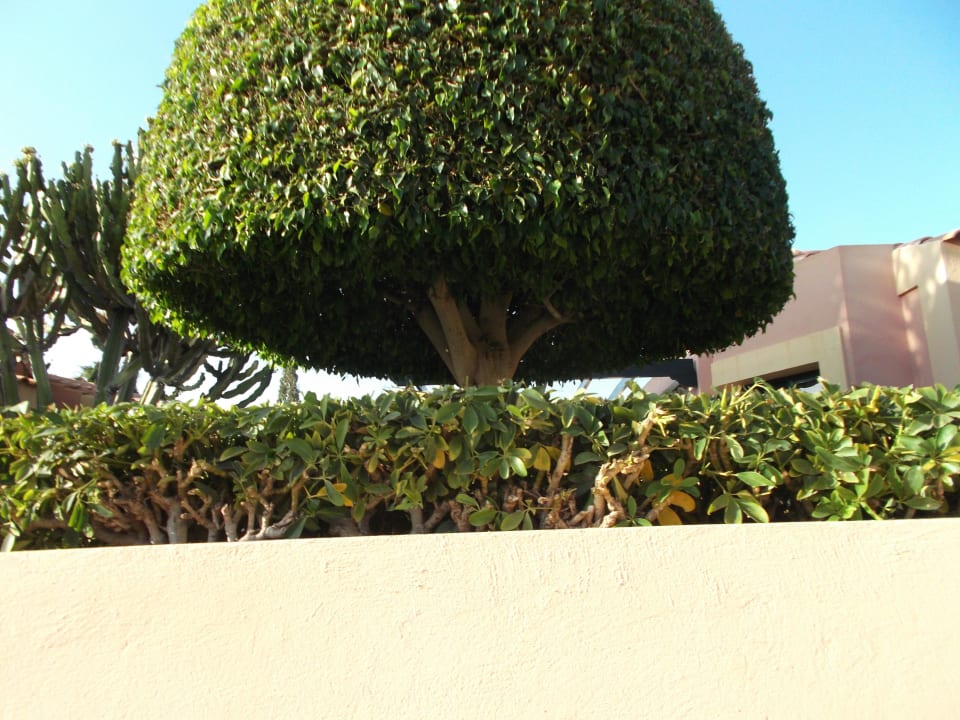 Gepflegte Garten  allsun Hotel Esplendido