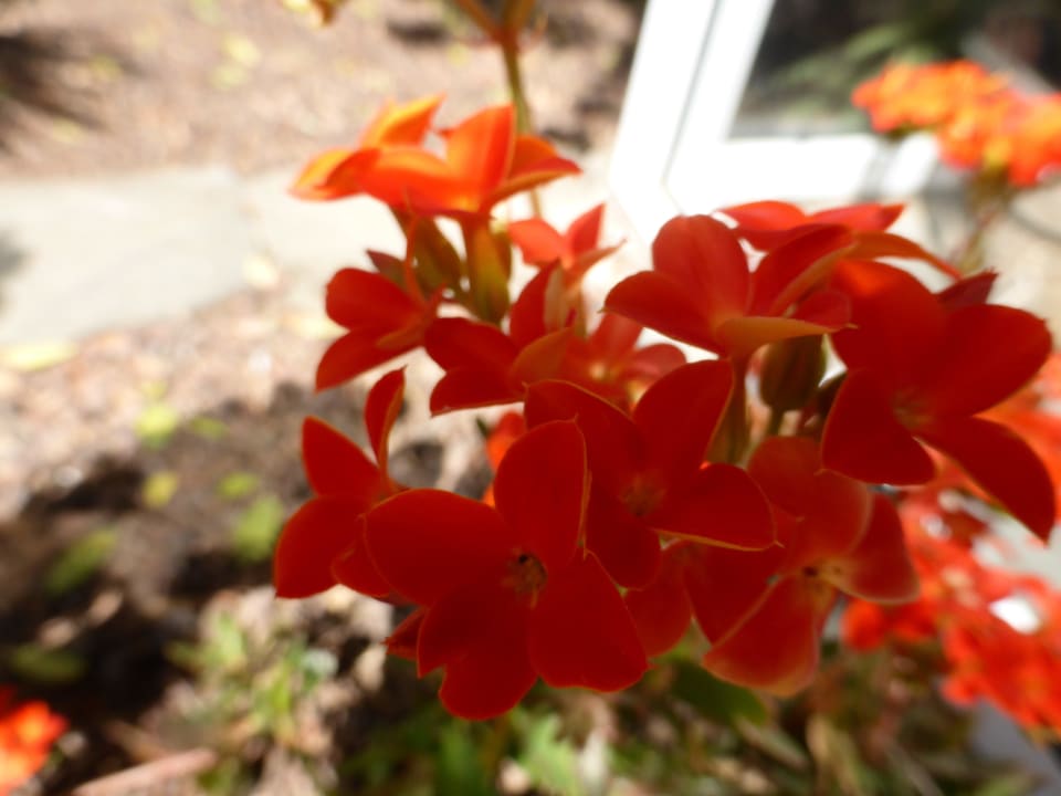 Noch mehr Blumen allsun Hotel Lucana