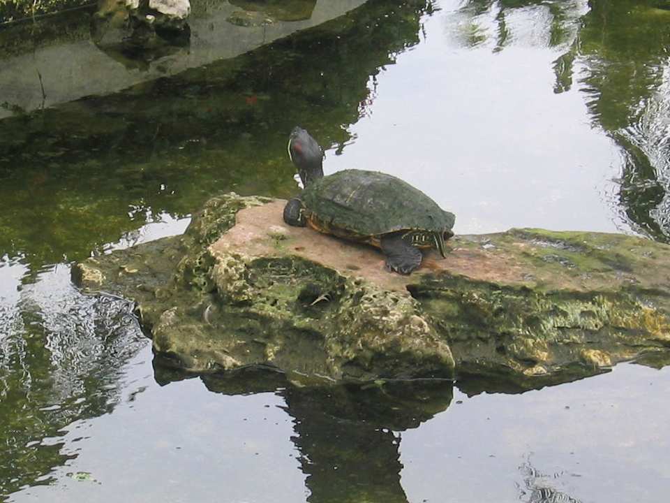 Schildkröte im Eingangsbereich des Hotels Grand Palladium Select Bávaro Resort & Spa