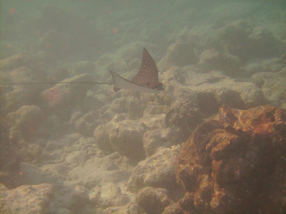 Hausriff Sun Siyam Vilu Reef