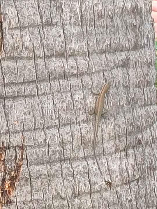 Gartenanlage Barut B Suites