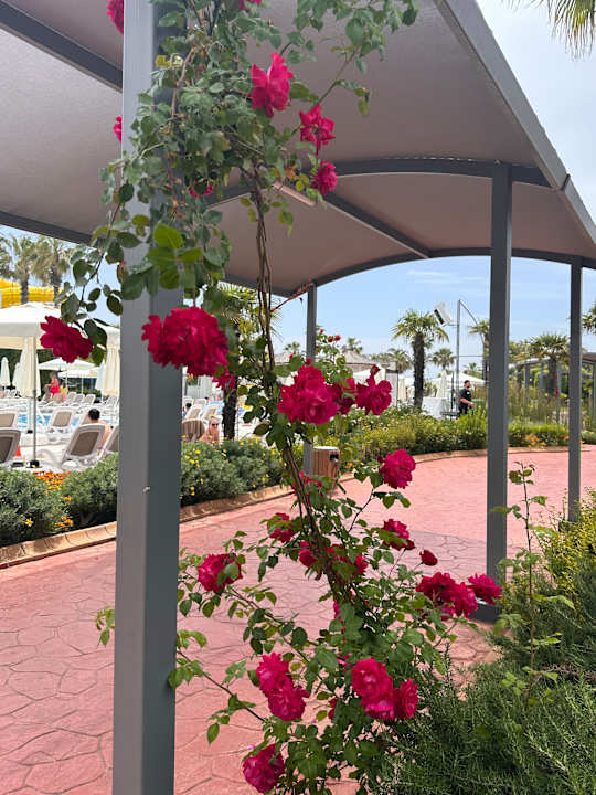 Gartenanlage Hotel Miracle Resort