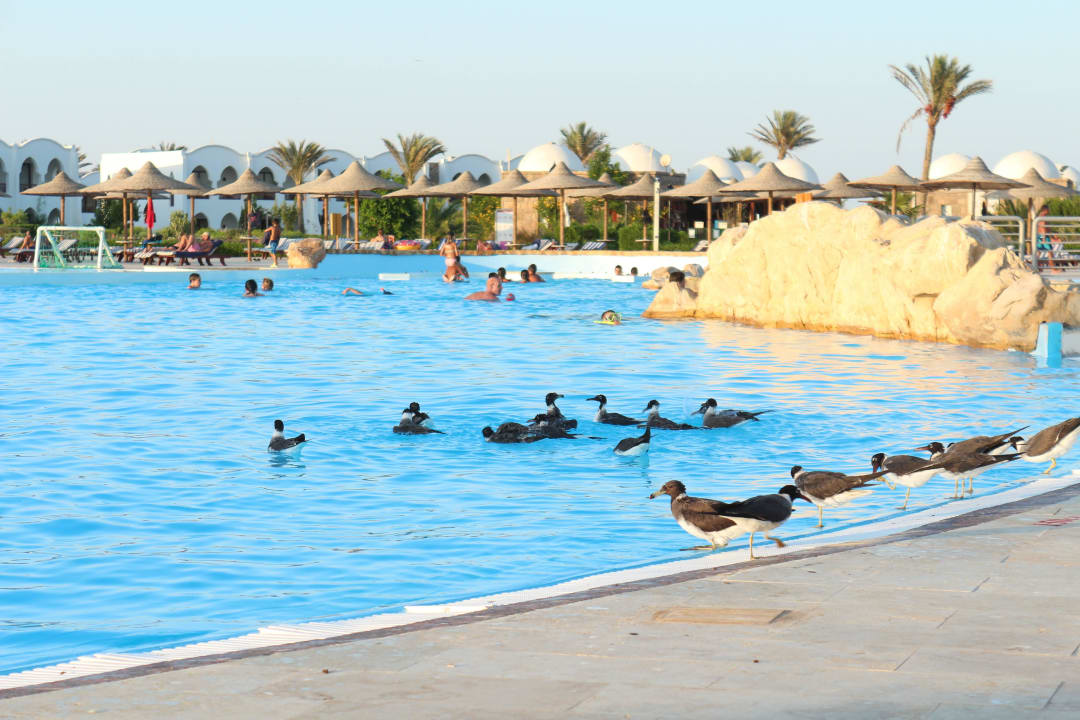 Sooooo süss Hotel Gorgonia Beach Resort