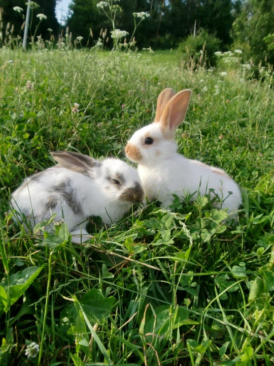 Unsere Kaninchen  Moarhof Ferienwohnungen