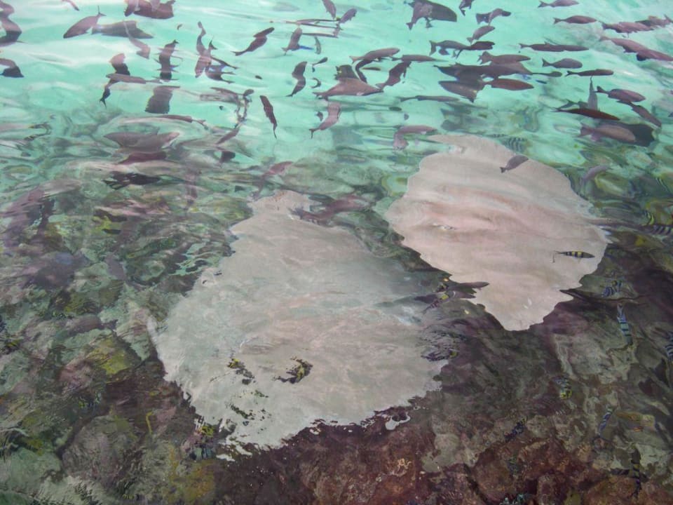 Rochen ganz nah! Summer Island Maldives