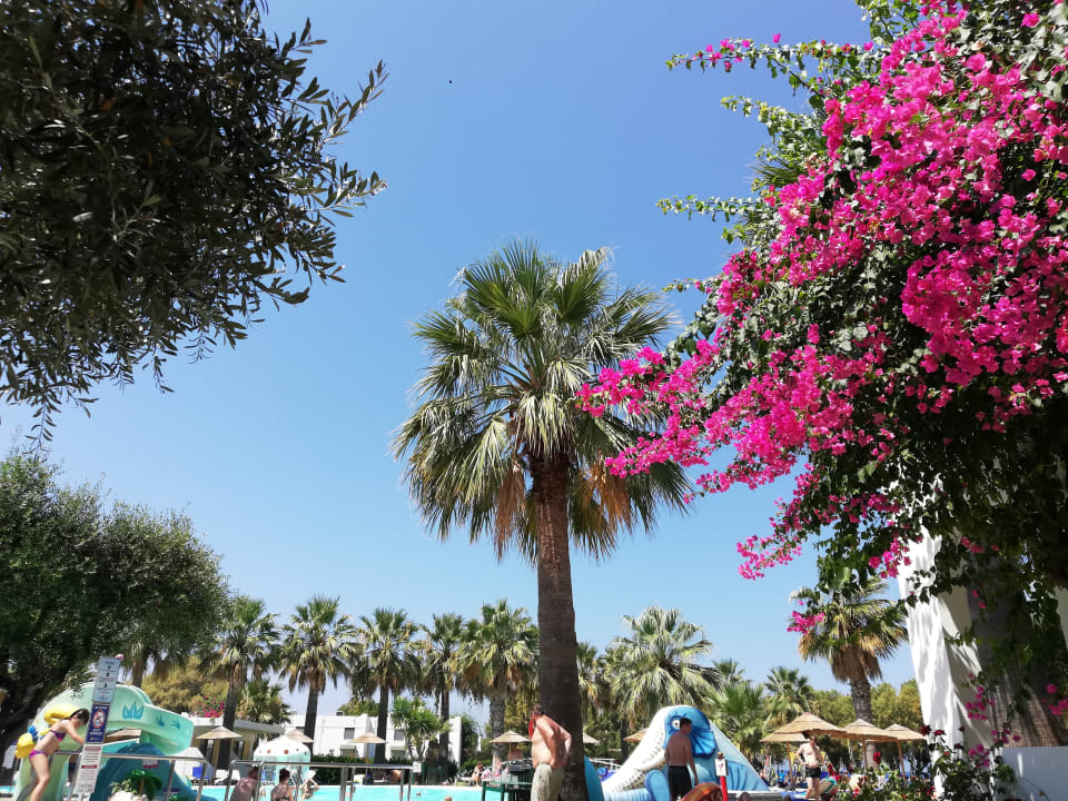 Pool TUI KIDS CLUB Alex Beach