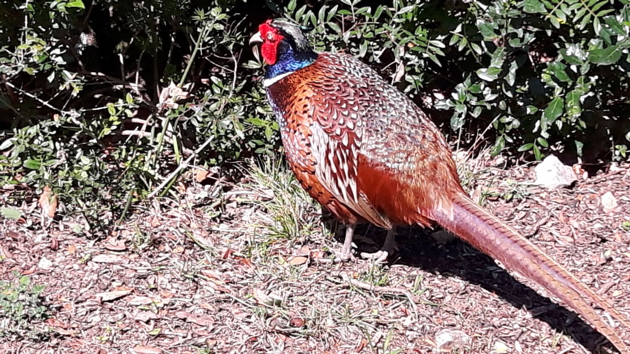 Sonstiges Maistra Select Island Hotel Istra & Maistra Select All Suite Island Hotel Istra