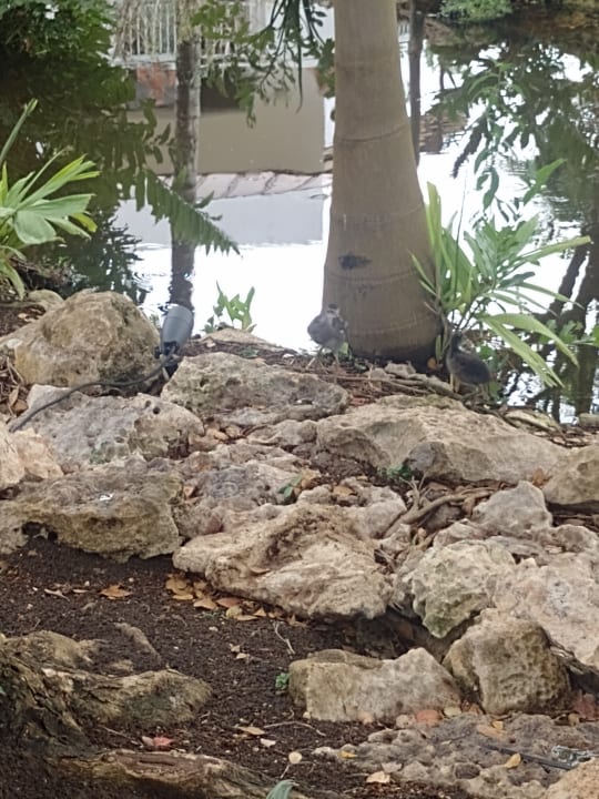 Gartenanlage Sunscape Dominicus La Romana