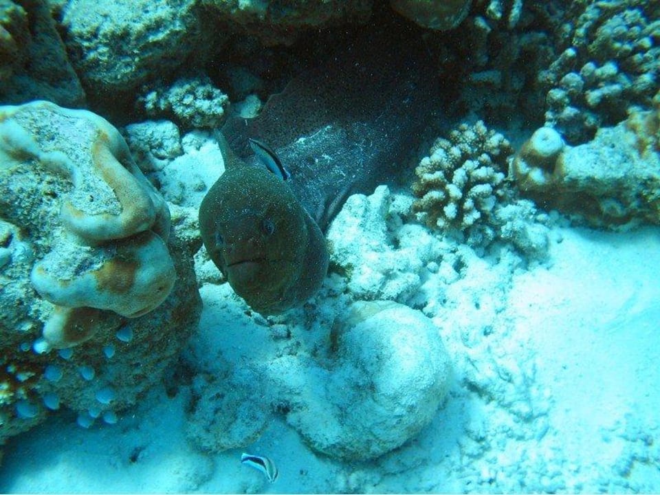 Muräne... Klasse Kuramathi Maldives