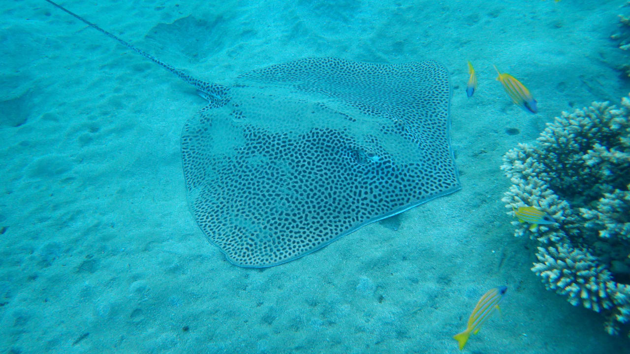 Leoparden Stechrochen Lahami Bay Beach Resort