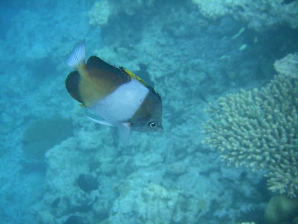 Hausriff Vilamendhoo Island Resort & Spa