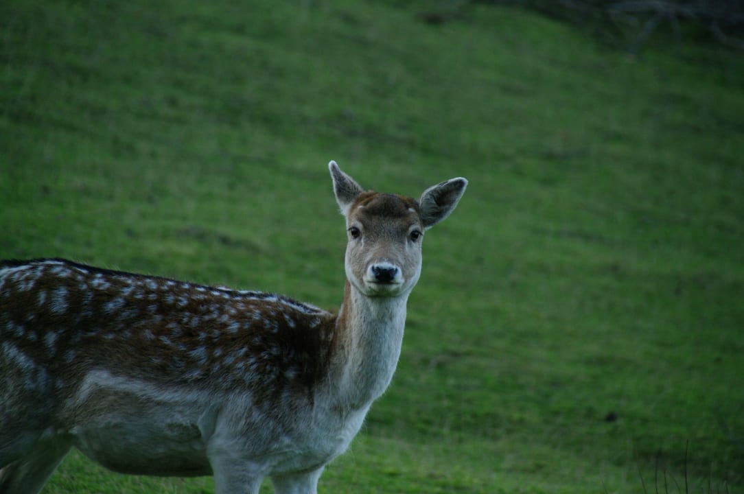 Ausblick Ferienhäuser zur Schäferei