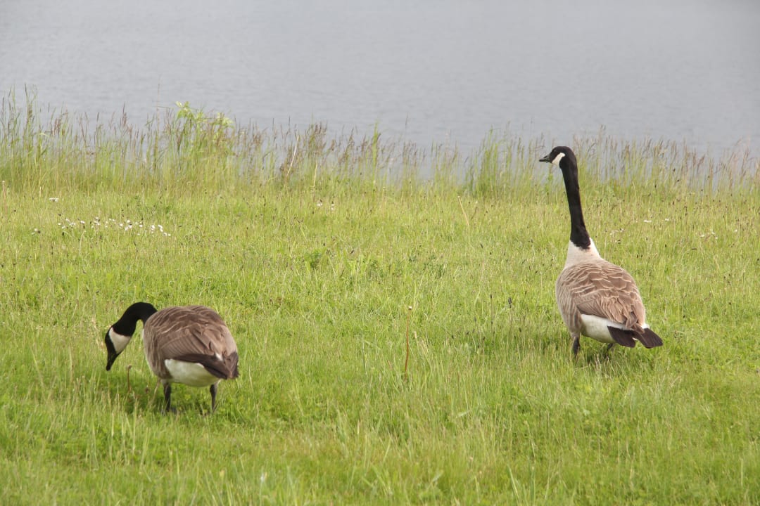 Gartenanlage OstseeResort Olpenitz - Kapitänshäuser