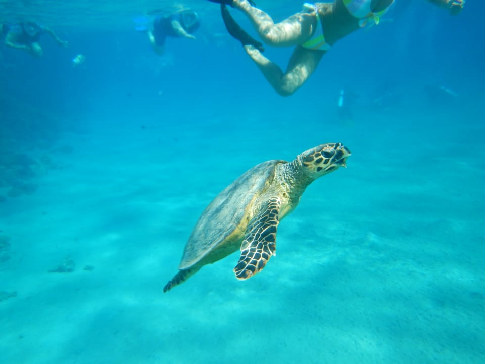 Sport & Freizeit Three Corners Sea Beach Resort