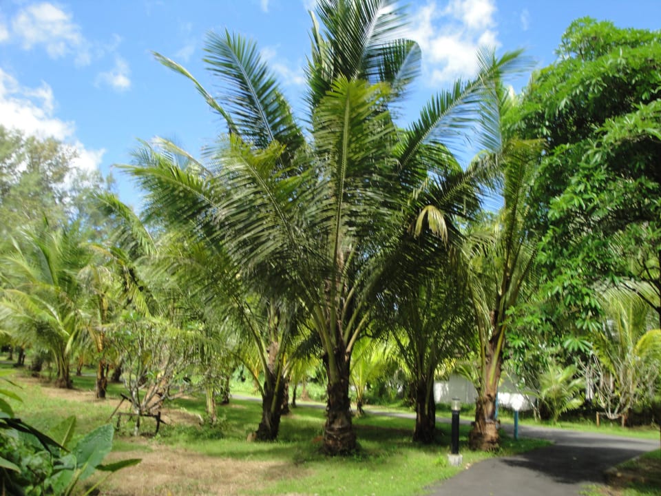 Weg zum Strand Khaolak Oriental Resort - Adults only