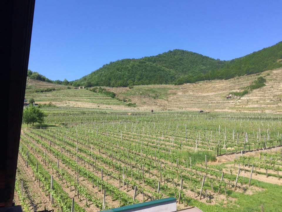 Ausblick Gästehaus Weinbergblick