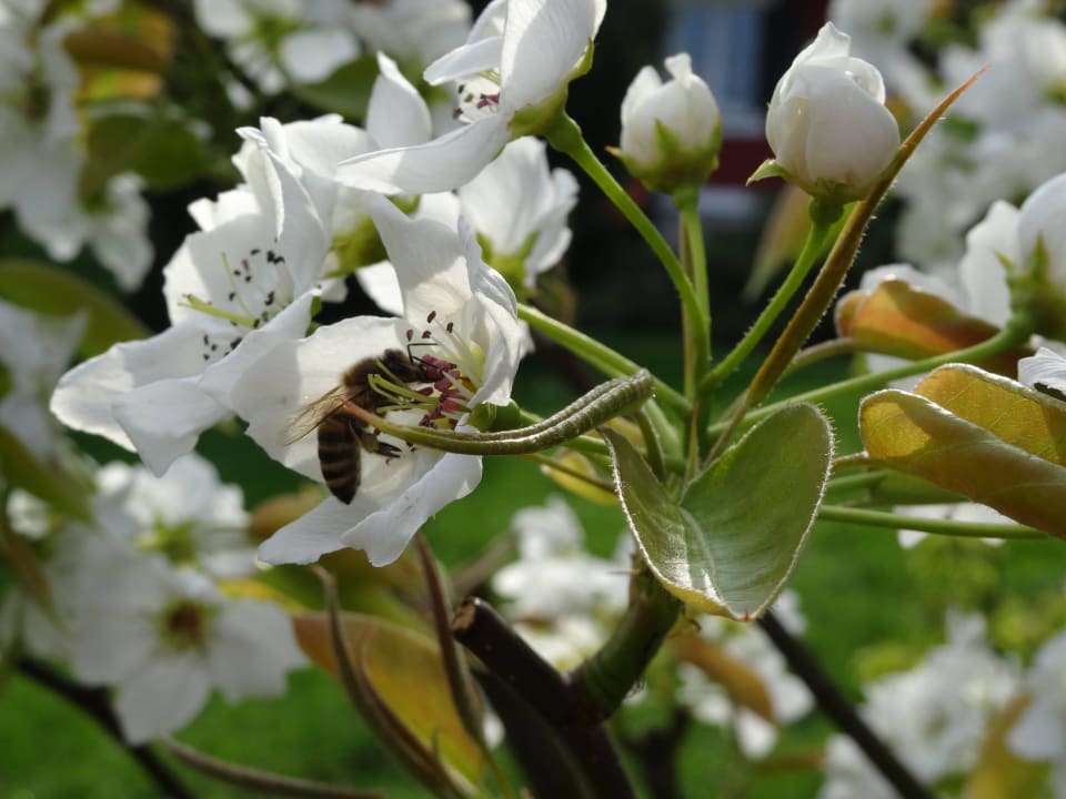 Fleißiges Bienchen bei der Arbeit! Wohnungen Fetz
