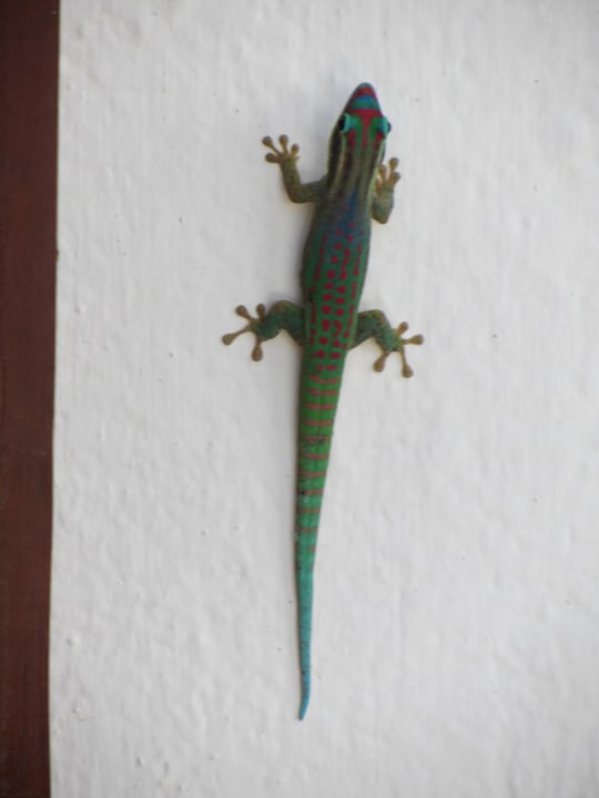 Ein Gecko Tropical Attitude - Adults only