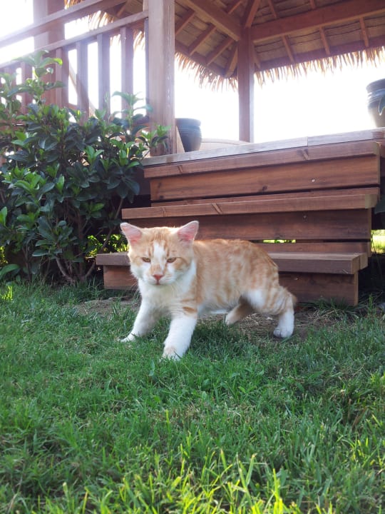 Kater Garfield Sherwood Blue Belek