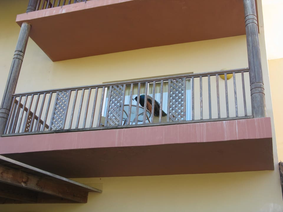 Pfau Grand Sirenis Punta Cana Resort & Aquagames