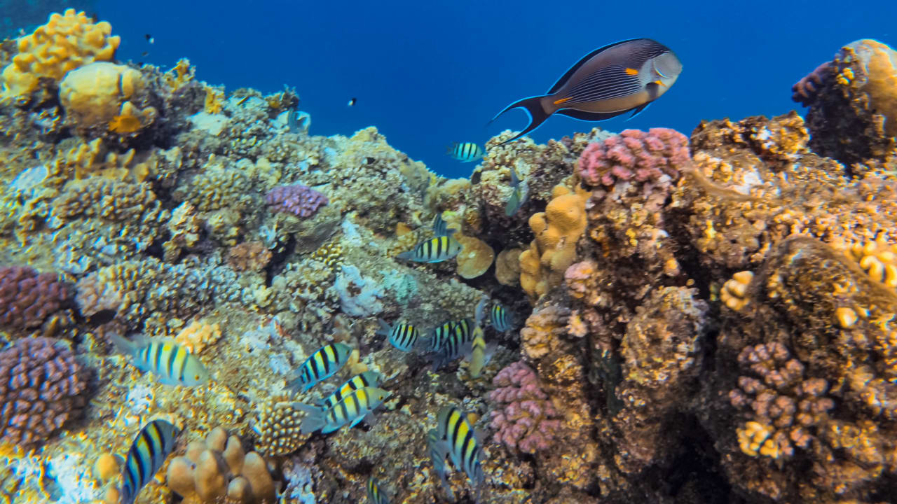 Strand Steigenberger Coraya Beach - Adults only