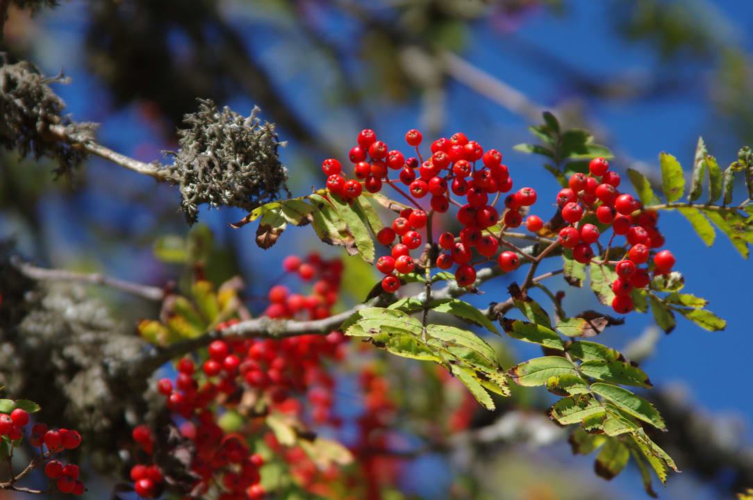 Himmlische Früchte Pension Rehblick