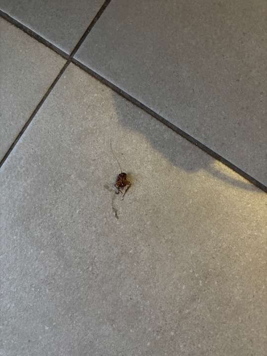 Zimmer alltoura Club Hotel Akeah Broncemar