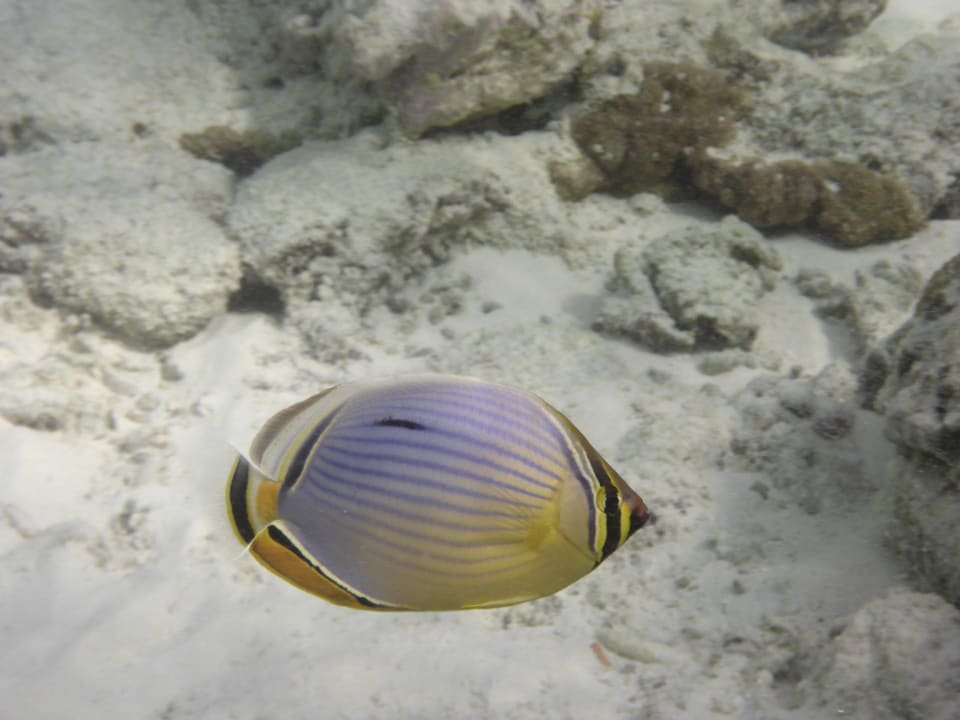 Im Wasser Adaaran Select Meedhupparu Island Resort - Premium All Inclusive