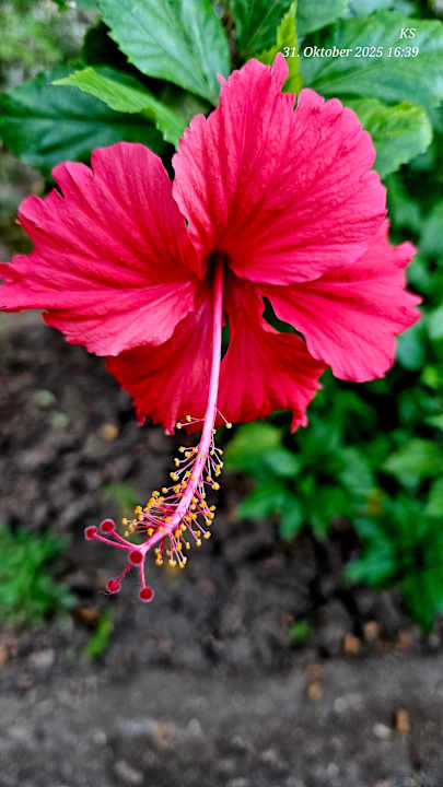 Außenansicht Bella Vista Resort Hurghada
