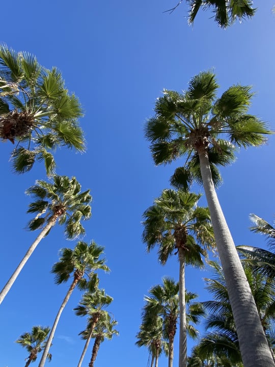 Gartenanlage Secrets Playa Mujeres Golf & Spa Resort - Adults only