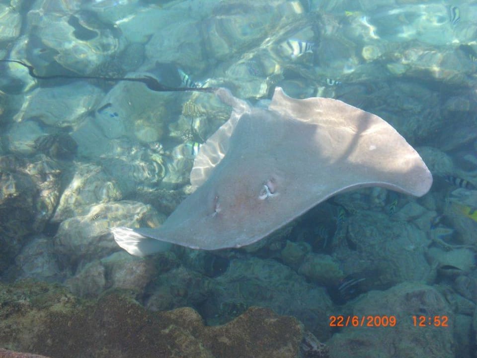 Rochenfütterung Summer Island Maldives