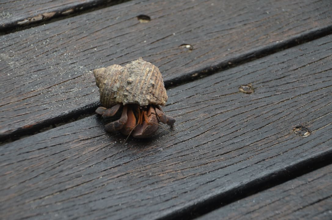 Einsiedlerkrebse in verschiedenen Größen vorhanden Adaaran Select Hudhuran Fushi - Premium All Inclusive