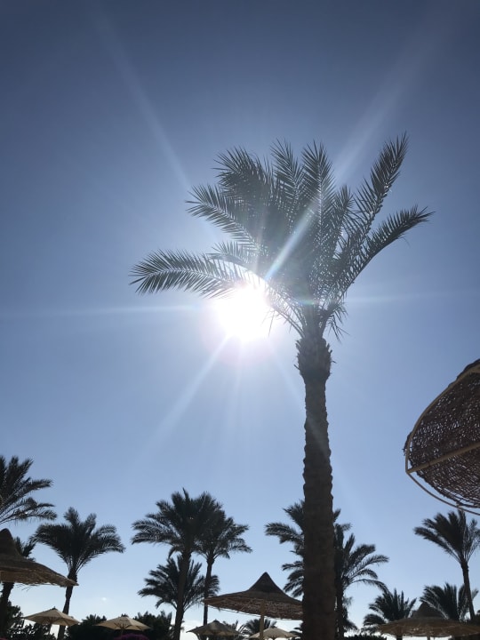 Gartenanlage Desert Rose