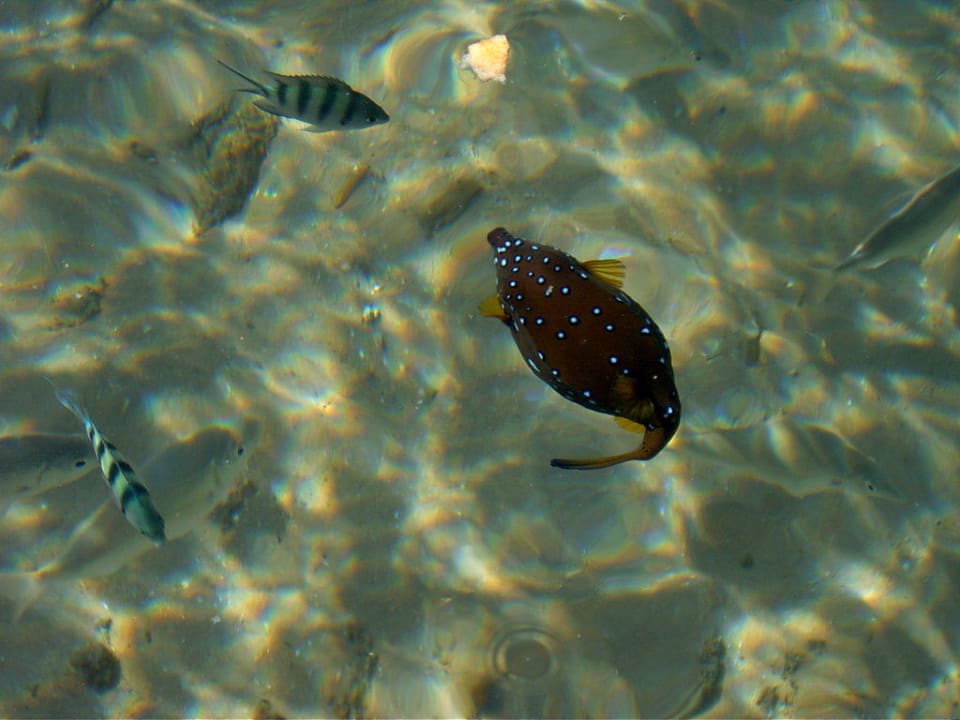 Am Steg Pickalbatros Palace Resort