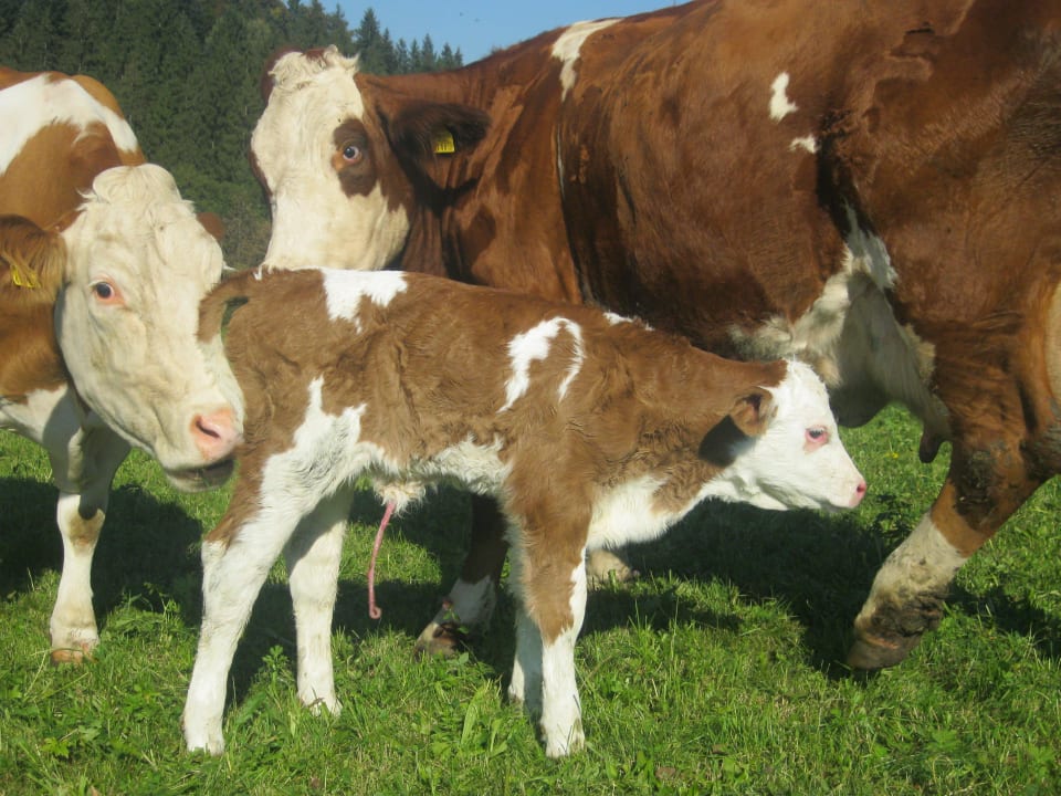 Es ist gelungen, und nun die ersten Mahlzeit Bio-Bauernhof Oberhochstätt