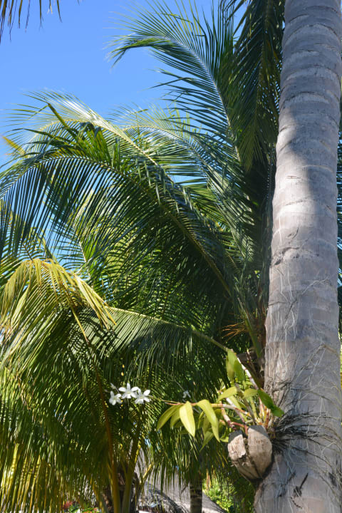 Arbre LUX South Ari Atoll