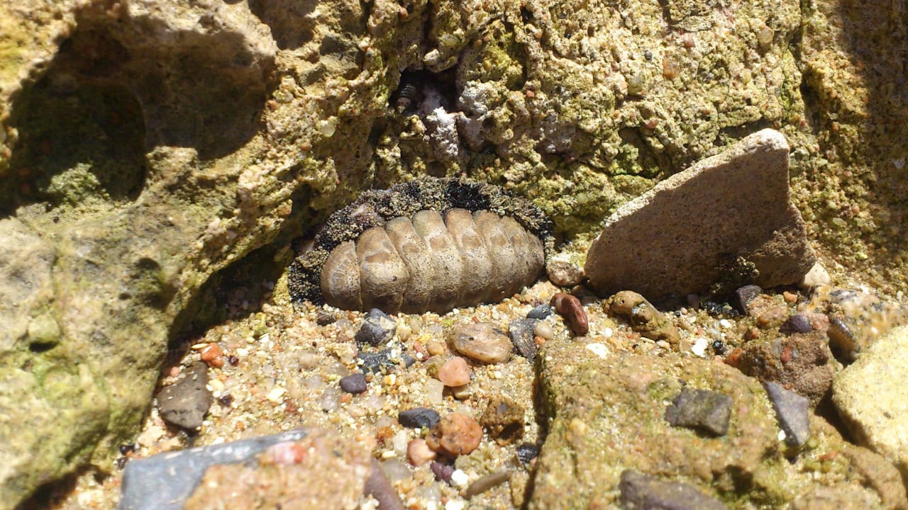 ? Pickalbatros Citadel Resort