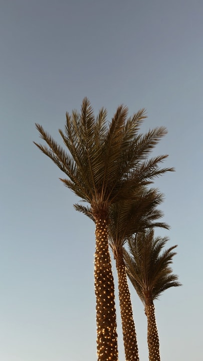 Gartenanlage Cleopatra Luxury Resort Makadi Bay