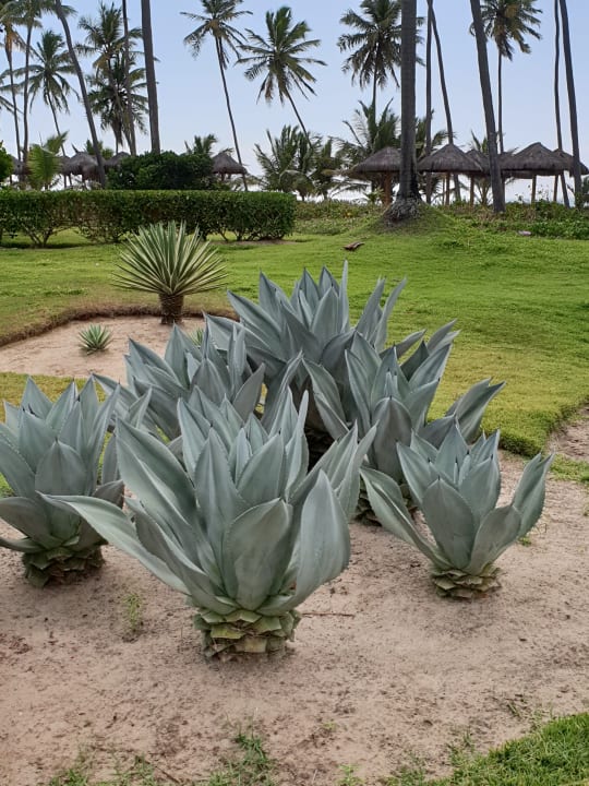 Gartenanlage Iberostar Selection Praia do Forte