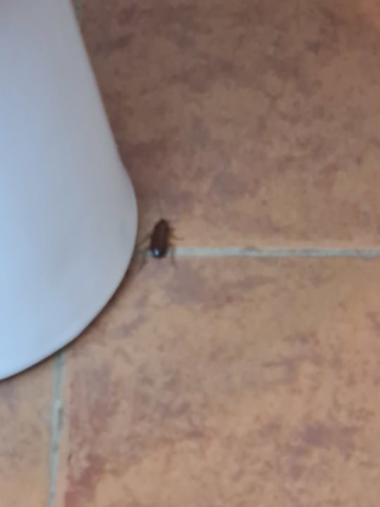 Zimmer Neptune Village Beach Resort & Spa