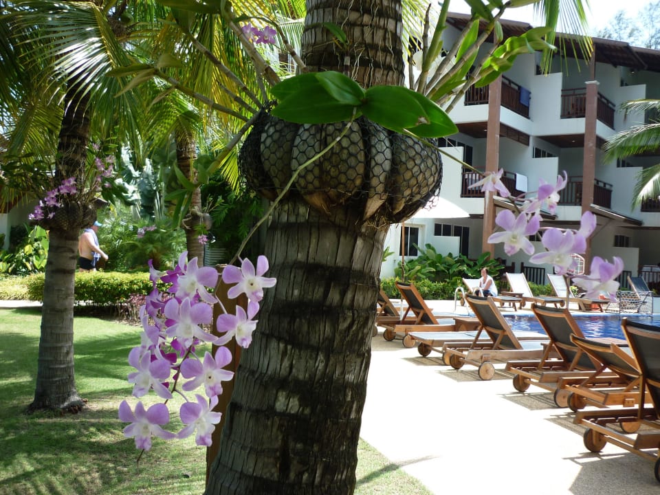 Территория отеля. Sunwing Bangtao Beach