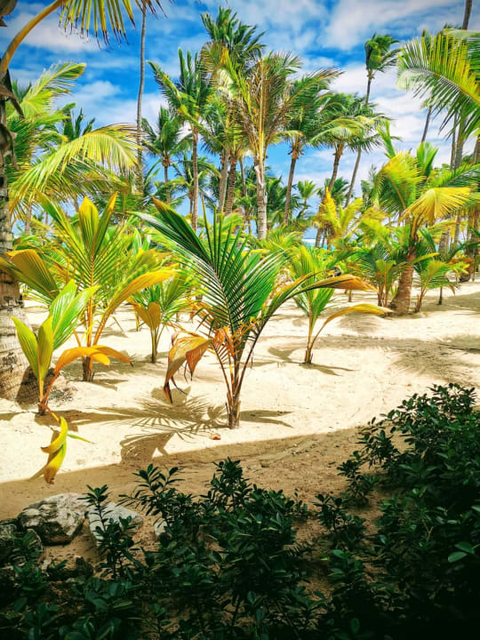 Gartenanlage Hotel Riu Palace Punta Cana