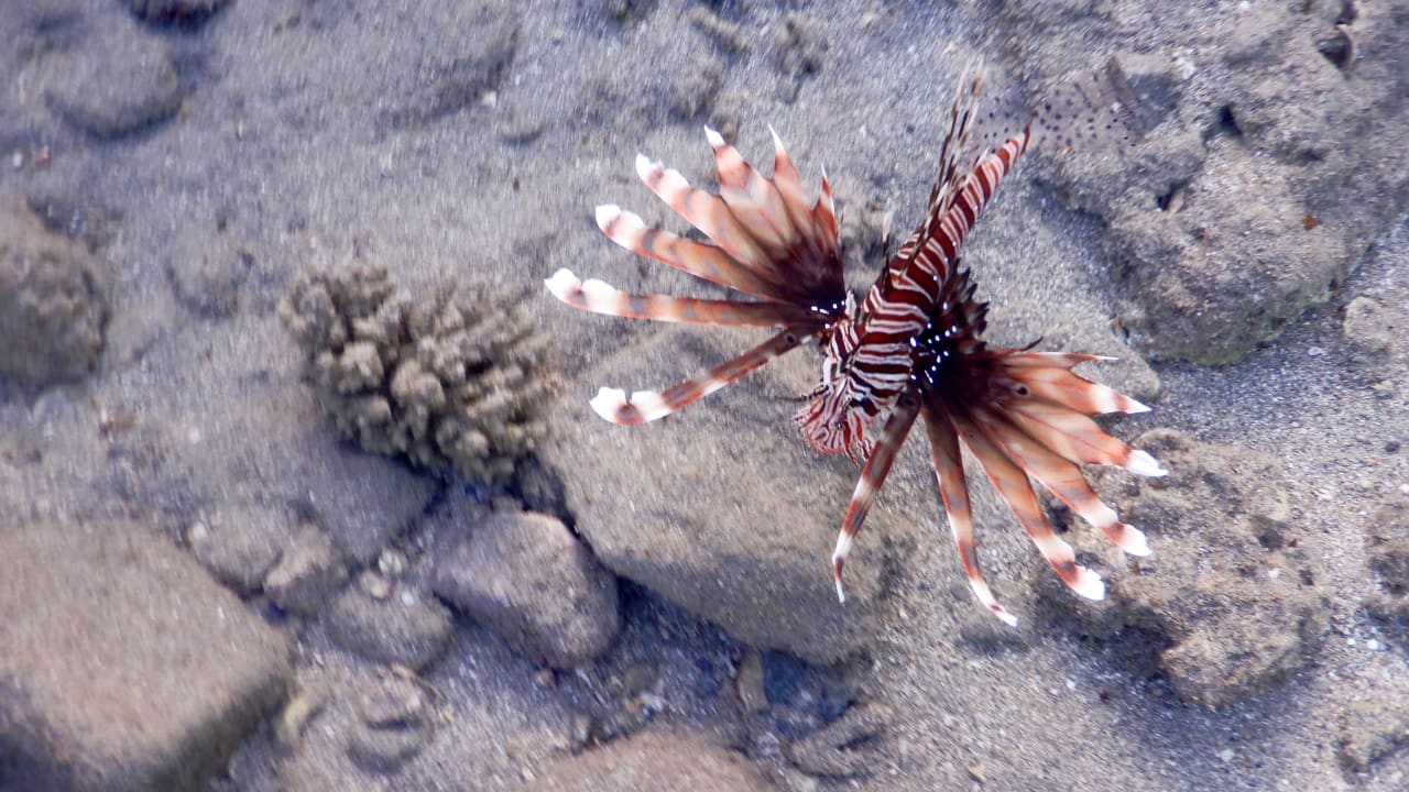 Sport & Freizeit Three Corners Equinox Beach Resort